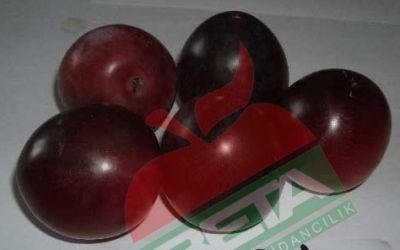 AMBRA ERİK FİDANI - 