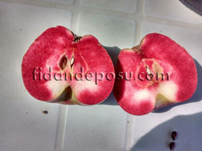 AMERİKAN RED LOVE ELMA FİDANI - 