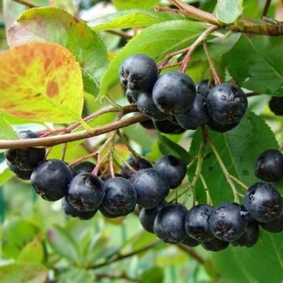 AMİT ARONİA BERRY FİDANI - 