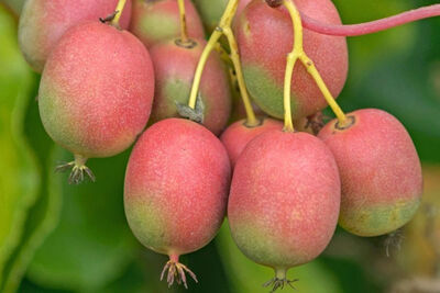 ANANASNAYA (PEMBE) MİNİ KİVİ FİDANI - 