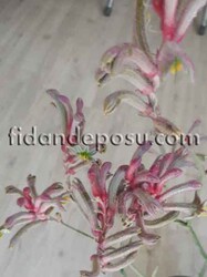 ANİGOZANTHOS'Bush Pearl' (Kanguru Pençesi) BİTKİSİ - 1