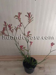 ANİGOZANTHOS'Bush Pearl' (Kanguru Pençesi) BİTKİSİ - 2