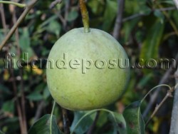 ANKARA ARMUT FİDANI - 