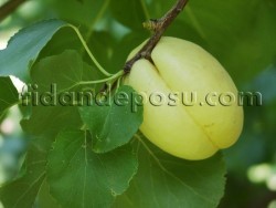 APRİCOS (IĞDIR ŞALAK) KAYISI FİDANI - 