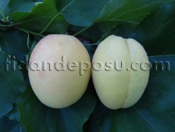 APRİCOS (IĞDIR ŞALAK) KAYISI FİDANI - 2