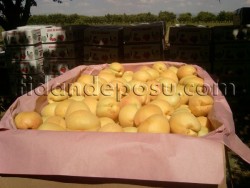 APRİCOS (IĞDIR ŞALAK) KAYISI FİDANI - 3