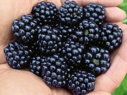 ARAPAHO DİKENSİZ BÖĞÜRTLEN FİDANI - 