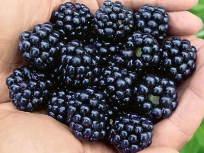 ARAPAHO DİKENSİZ BÖĞÜRTLEN FİDANI - 