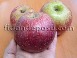 ARAP KIZI ELMA FİDANI - 1