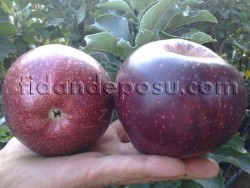 ARAP KIZI ELMA FİDANI - 2