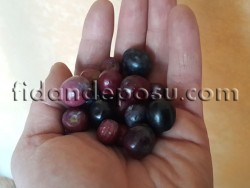 ARBEQUINA (BODUR) ZEYTİN FİDANI - 2