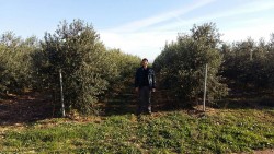 ARBEQUINA (BODUR) ZEYTİN FİDANI - 3