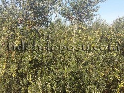 ARBEQUINA (BODUR) ZEYTİN FİDANI - 4