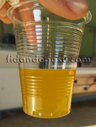 ARBEQUINA (BODUR) ZEYTİN FİDANI - 5
