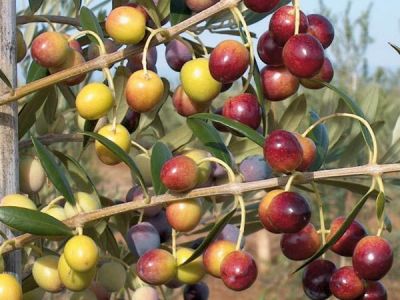 ARBEQUINA (BODUR) ZEYTİN FİDANI - 