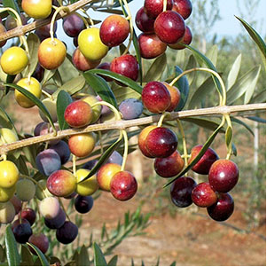 ARBEQUNA ZEYTİN