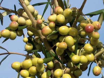 ARBOSANA (BODUR) ZEYTİN FİDANI - 