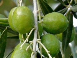 ARBOSANA (BODUR) ZEYTİN FİDANI - 3