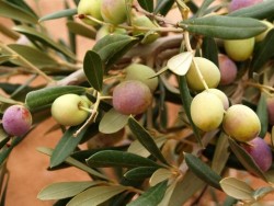 ARBOSANA (BODUR) ZEYTİN FİDANI - 2