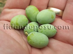 ARBOSANA (BODUR) ZEYTİN FİDANI - 4