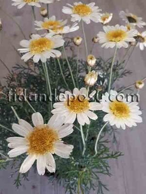 ARGYRANTHEMUM FRUTESCENS(Çalı papatyası) - 
