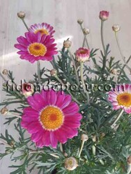 ARGYRANTHEMUM FRUTESCENS(Çalı papatyası) - 2