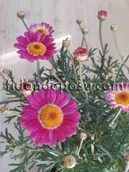 ARGYRANTHEMUM FRUTESCENS(Çalı papatyası) - Thumbnail