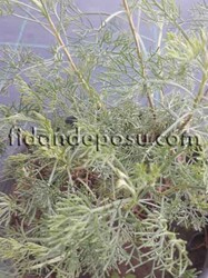 ARTEMİSİA ARBORESCENS (Pelin otu) BİTKİSİ - 1
