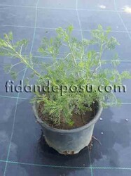 ARTEMİSİA ARBORESCENS (Pelin otu) BİTKİSİ - 2