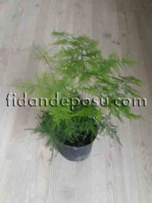 ASPARAGUS SETACEUS (Yabani kuşkonmaz,Tül çiçeği)BİTKİSİ - 