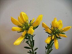 ATILIM BOZ-BEY GÜLÜ BİTKİSİ (Cytisus Fontasenii Chronanthus Orientalis) - 