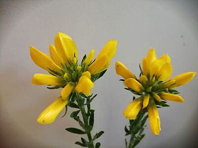 ATILIM BOZ-BEY GÜLÜ BİTKİSİ (Cytisus Fontasenii Chronanthus Orientalis) - 