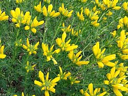 ATILIM BOZ-BEY GÜLÜ BİTKİSİ (Cytisus Fontasenii Chronanthus Orientalis) - 2