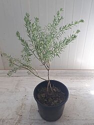 ATILIM BOZ-BEY GÜLÜ BİTKİSİ (Cytisus Fontasenii Chronanthus Orientalis) - 3