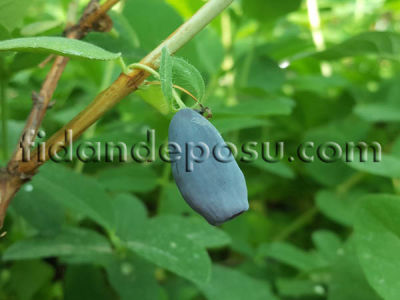 ATUT BAL YEMİŞİ (HONEYBERRY) FİDANI - 