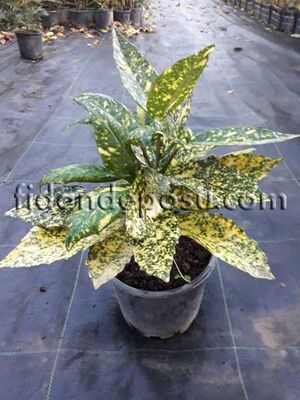 AUCUBA JAPONICA 'CROTONIFOLIA GOLD' (Japon defnesi) BİTKİSİ - 