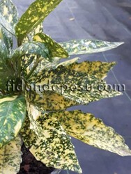 AUCUBA JAPONICA 'CROTONIFOLIA GOLD' (Japon defnesi) BİTKİSİ - 2