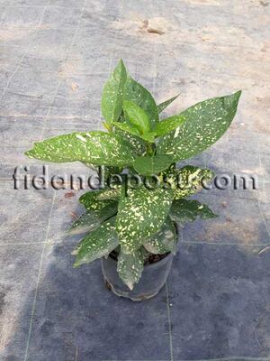 AUCUBA JAPONICA 'CROTONIFOLIA' (Japon defnesi) BİTKİSİ - 