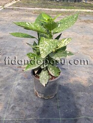 AUCUBA JAPONICA 'CROTONIFOLIA' (Japon defnesi) BİTKİSİ - 2