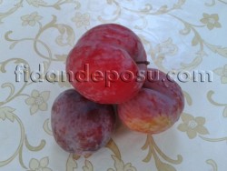 AUTUMN GİANT ERİK FİDANI - 2