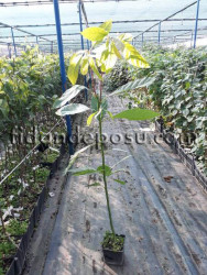 Avokado Tohum Anacı - 1
