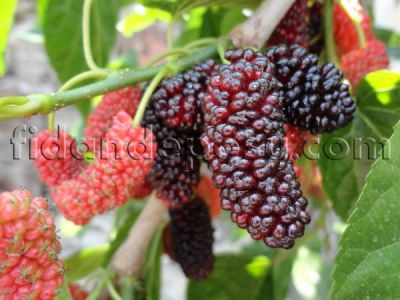 AVUSTRALYA (YEDİVEREN) DUT FİDANI - 