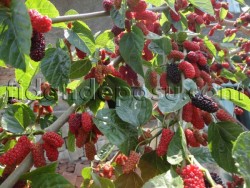 AVUSTRALYA (YEDİVEREN) DUT FİDANI - 2