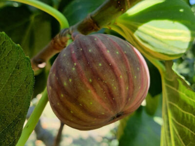  TİGER FİG ( Mor - Yeşil ) İNCİR FİDANI - 