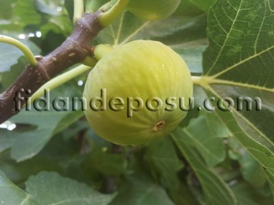 BAĞDAT İNCİR FİDANI - 
