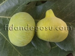 BAĞDAT İNCİR FİDANI - 2