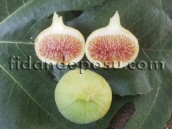 BAĞDAT İNCİR FİDANI - 3