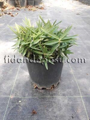 BAMBUSA NANA (Bodur bambu) BİTKİSİ - 