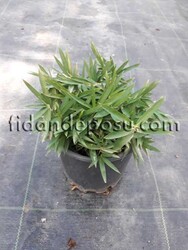 BAMBUSA NANA (Bodur bambu) BİTKİSİ - 2