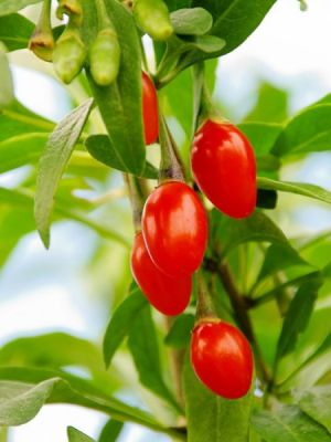  - BARBARUM XL GOJİBERRY FİDANI